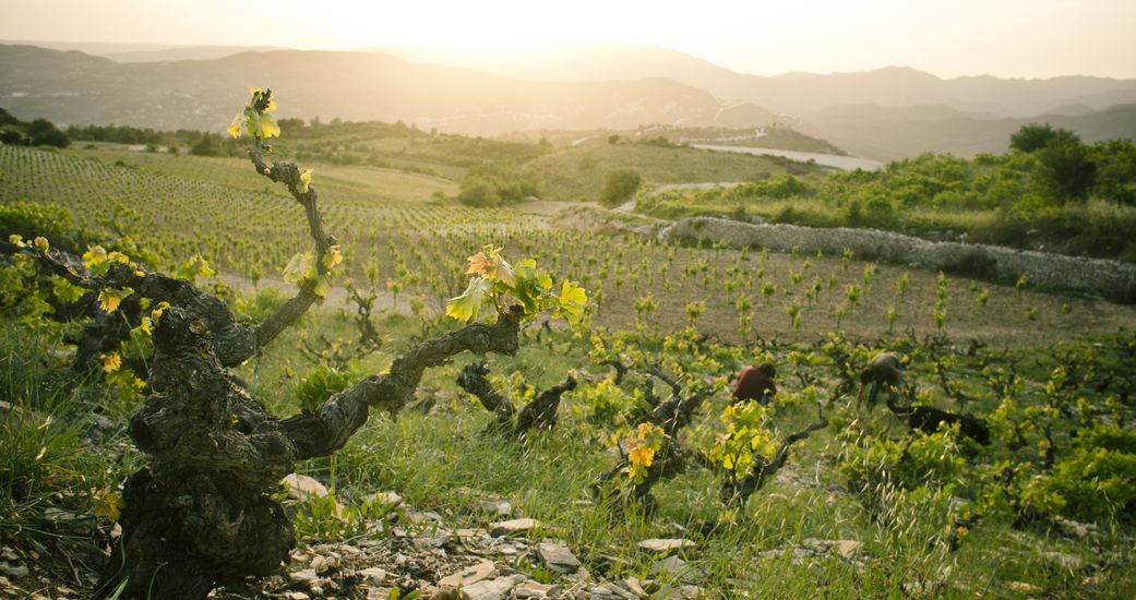 Paphos-Weine GmbH