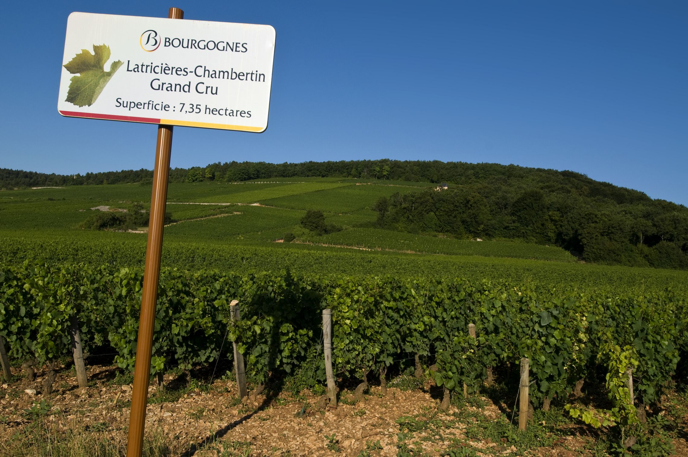 Burgund: Côte de Nuits