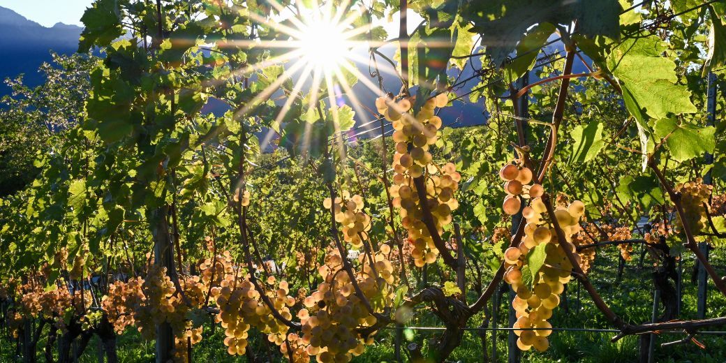 Artisans Vignerons d'Yvorne - AVY