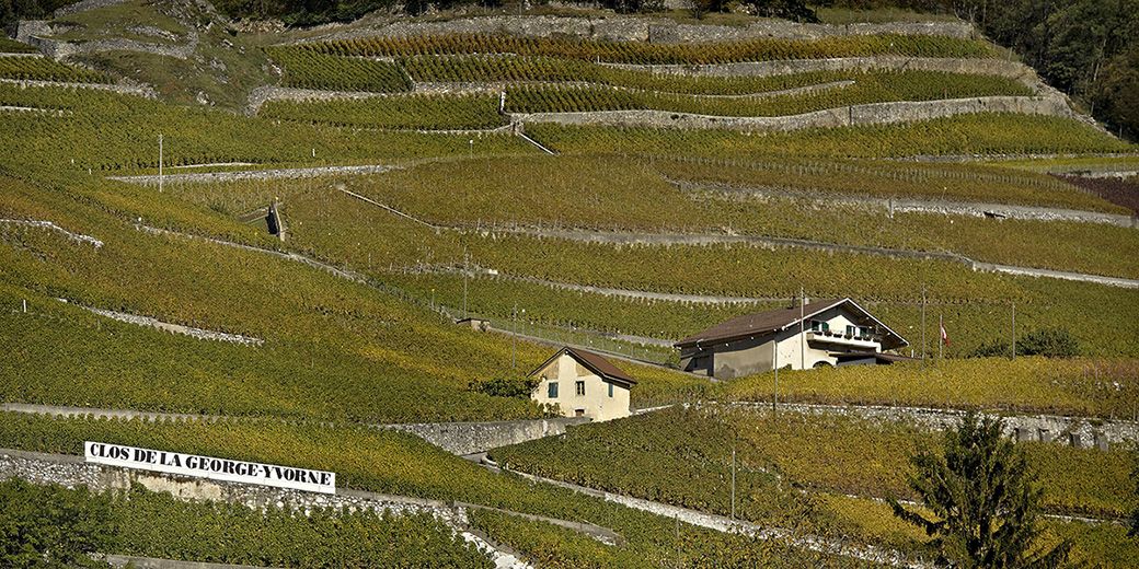 Hammel - Terres de Vins