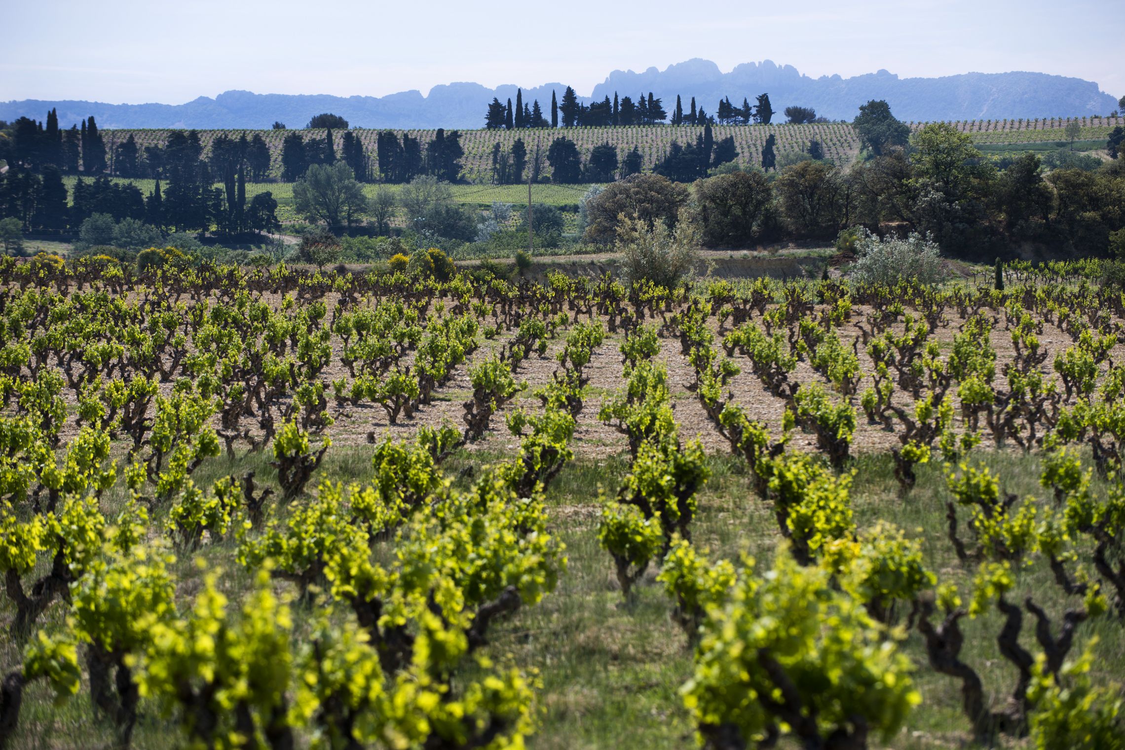 Rhône: Gigondas