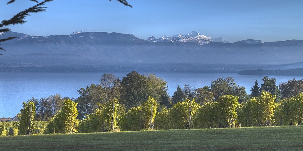 Hammel - Terres de Vins