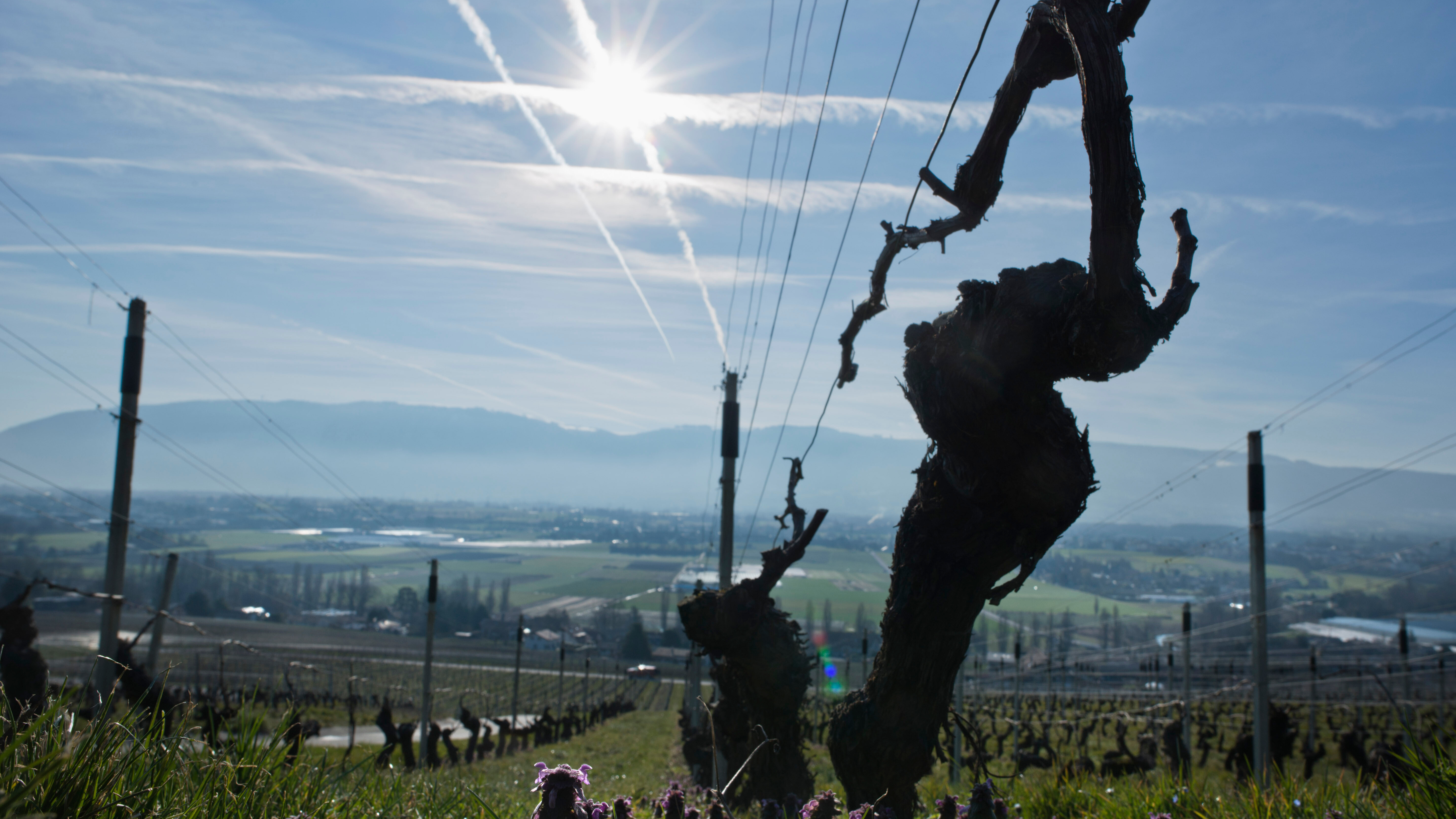 En 2022, le soleil a brillé sur le vignoble genevois (Bernex. Photo: Siffert / weinweltfoto.ch