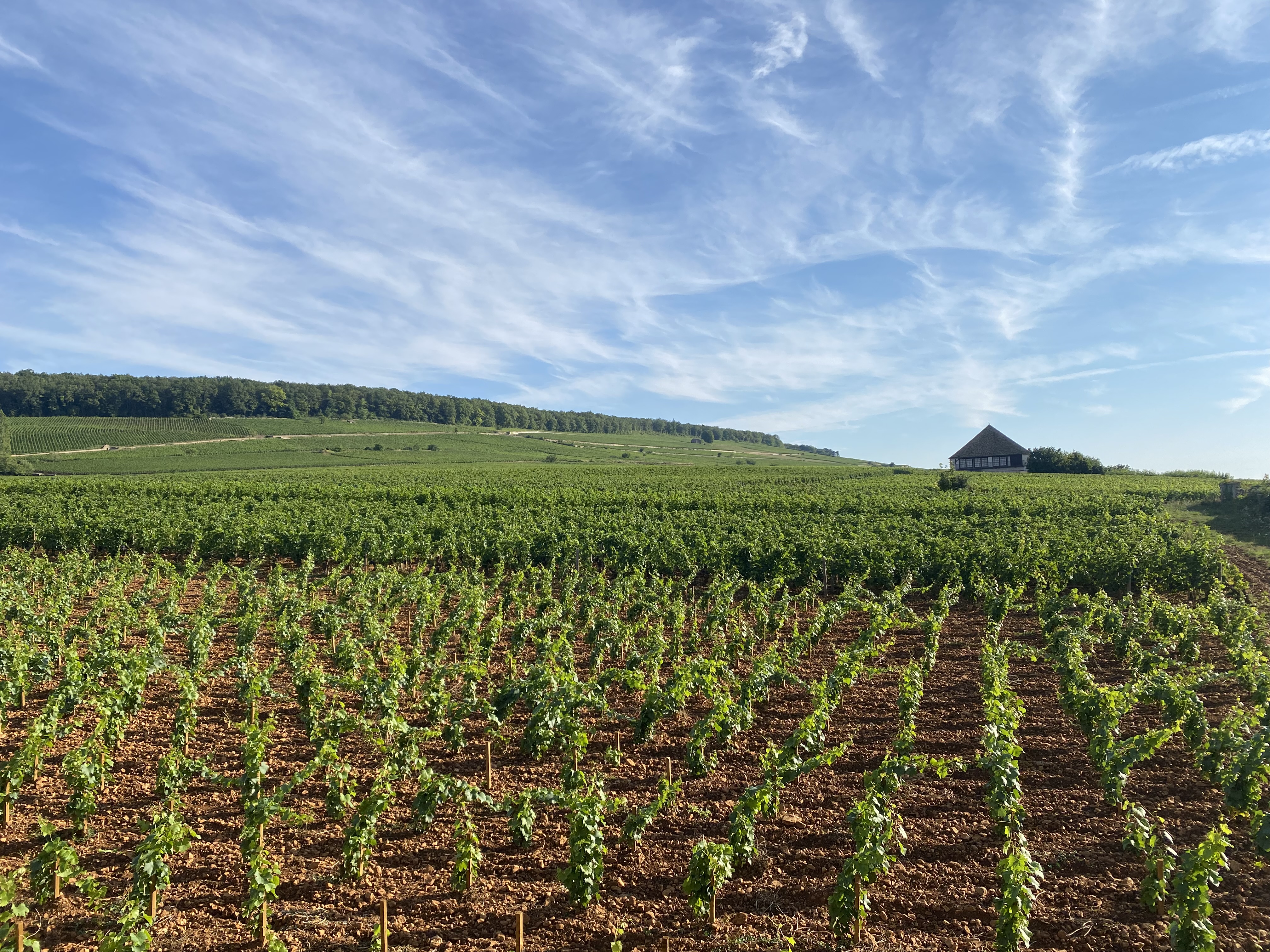 Vue sur la colline de Corton depuis le village d'Aloxe-Corton. Photo: Anick Goumaz Vue sur la colline de Corton depuis le village d'Aloxe-Corton. Photo: Anick Goumaz