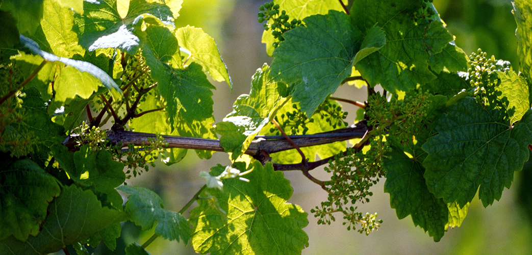 Riesling in Norwegen